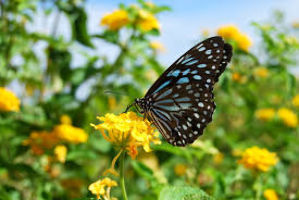 Butterfly Park In Srirangam